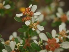 Spyridium spathulatum