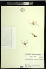 Eleocharis intermedia