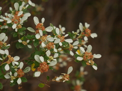 Spyridium spathulatum