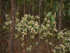 Spyridium spathulatum