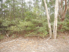 Spyridium spathulatum