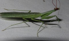 Microphotina