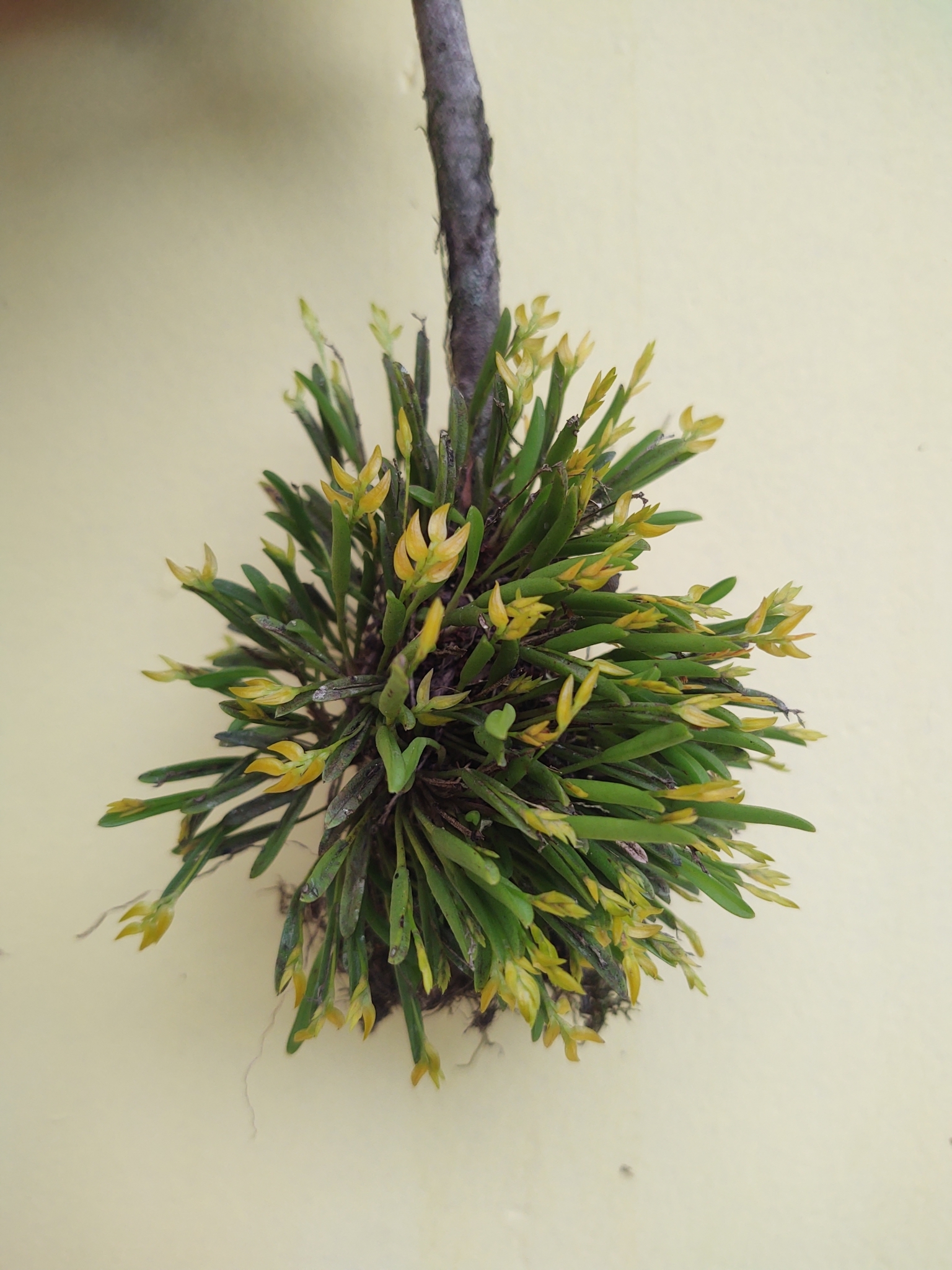 Acianthera sonderiana