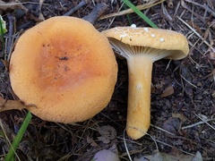 Lactifluus rugatus