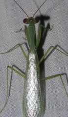 Microphotina