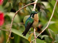 Lampornis castaneoventris