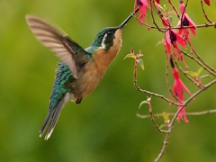 Lampornis castaneoventris