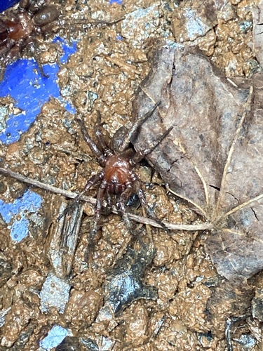 Myrmekiaphila tigris · NaturaLista Colombia