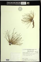Eleocharis intermedia