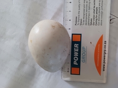 Alopochen aegyptiaca