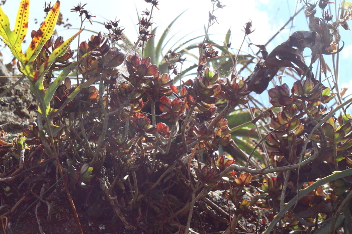 Imagem de Rosa-de-pedra