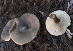Melanoleuca brevipes