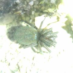 Araneae