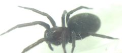 Araneae