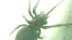 Araneae