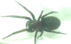 Araneae