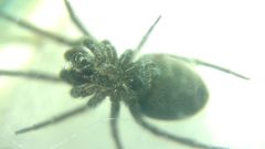 Araneae