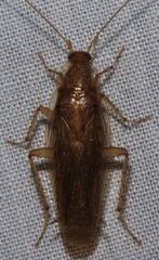 Neoblattellini