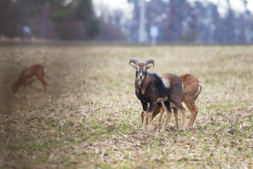 Ovis aries musimon
