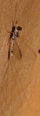 Thraulodes