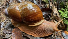 Megalobulimus popelairianus
