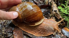 Megalobulimus popelairianus