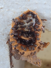 Lestrimelitta niitkib