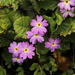 Primula drummondiana - Photo (c) Suresh Ghimire, some rights reserved (CC BY-NC), uploaded by Suresh Ghimire