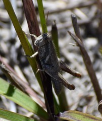 Phaedrotettix accola