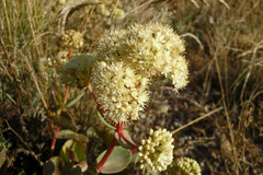 Hylotelephium caucasicum