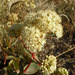 Sedum caucasicum - Photo (c) 101120949039860646287, some rights reserved (CC BY-NC-ND), uploaded by 101120949039860646287