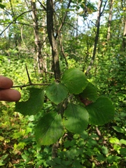 Crataegus suborbiculata