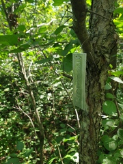 Crataegus suborbiculata