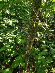Crataegus suborbiculata