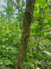 Crataegus suborbiculata