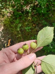 Crataegus suborbiculata