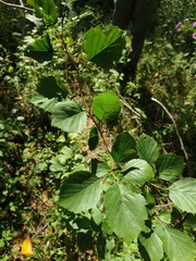 Crataegus suborbiculata