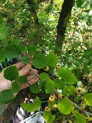 Crataegus suborbiculata