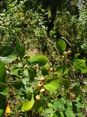 Crataegus suborbiculata