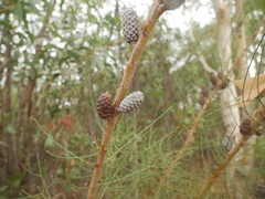 Allocasuarina striata