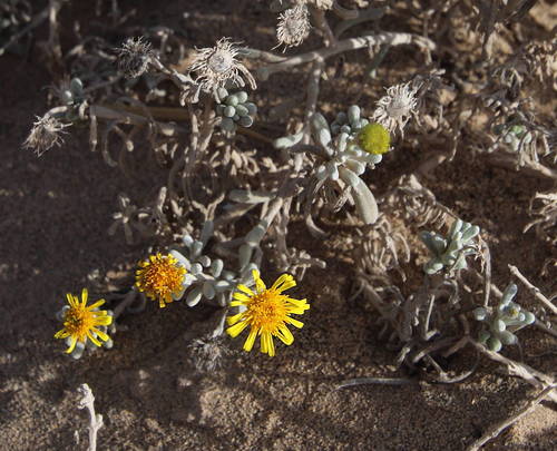 Pulicaria burchardii subsp. burchardii image