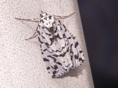 Archephanes zalosema