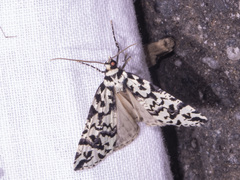 Archephanes zalosema