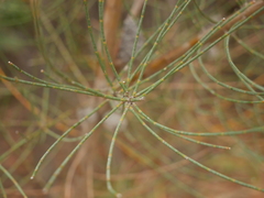 Allocasuarina striata