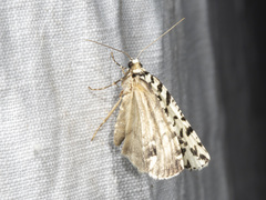 Archephanes zalosema