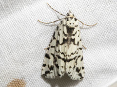 Archephanes zalosema