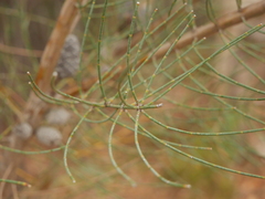 Allocasuarina striata
