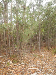 Allocasuarina striata