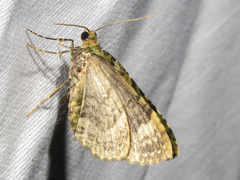 Austrocidaria erasta