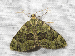 Austrocidaria erasta